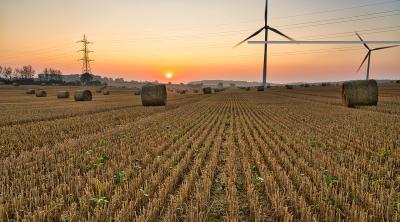 A cornfield with wind turbines - background shows sunset