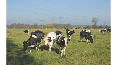 black and white cows in a field