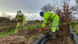 Live Labs 2 Pioneering road scheme relocates 2,000 trees