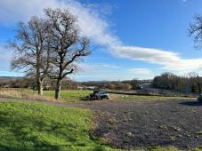 Pioneering road scheme relocates 2,000 trees