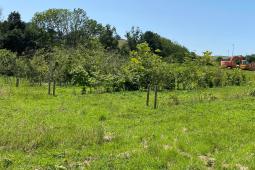image of the tree nursery part of the Devon Live Labs 2 project
